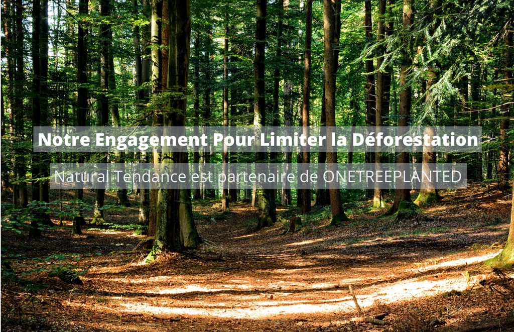 Notre Engagement Pour Limiter la Déforestation 🌳
